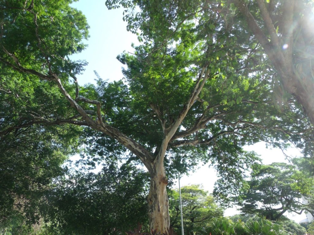 Arbol Mulateiro rapé